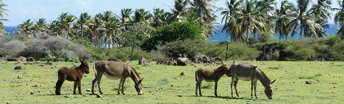 Alan Kodu: 869 (+1869) - Basseterre, St Kitts ve Nevis